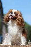 CAVALIER KING CHARLES 336